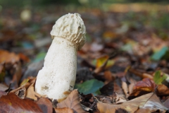 grote stinkzwam#(20211024)a
