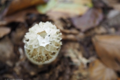 grote stinkzwam#(20211024)b