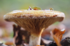 gewone krulzoom#(20211024)
