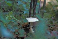 blanke champignonparasol#(20211024)