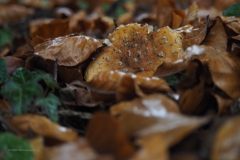 vliegenzwam#(20201025) 16a