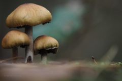 paddenstoel#(20181025)