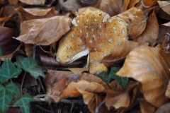 vliegenzwam#(20201026) 17a