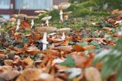 vliegenzwam#(20201026)17c