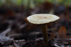 narcisridderzwam#(20231026)