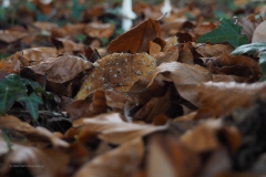 vliegenzwam#(20201027) 18a