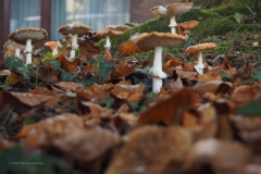 vliegenzwam#(20201027)17d