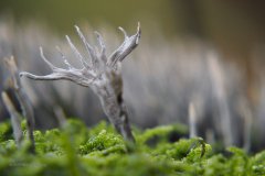 geweizwam#(20191027)b