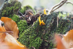 koraalzwam#(20191027)