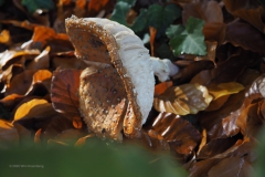 vliegenzwam#(20201028)15m