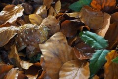 vliegenzwam#(20201028) 19a