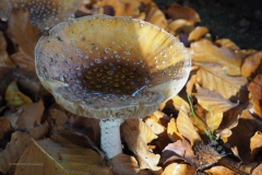 vliegenzwam#(20201028)22