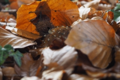 vliegenzwam#(20201029) 20a