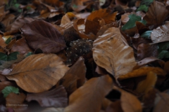 vliegenzwam#(20201030) 21a