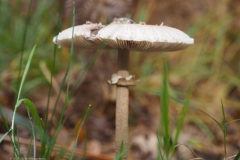 grote parasolzwam#(20211031)d