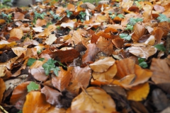 vliegenzwam#(20201031) 22a