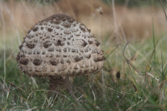 grote parasolzwam#(20211031)b