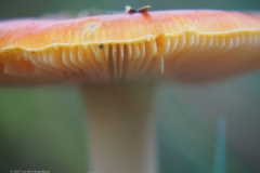 vliegenzwam#22(20211031)