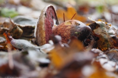 gewone heksenboleet#(20211031)