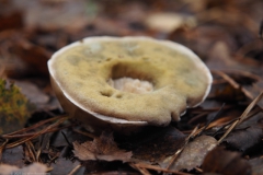 paddenstoel#(20211031)