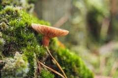 levermelkzwam#(20211031)