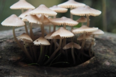 paddenstoel#(20211031)