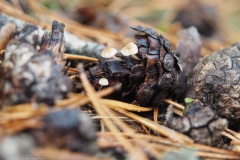 muizenstaartzwam#(20211031)