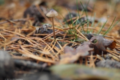 kleine bloedsteelmycena#(20211031)