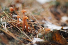 schubbige fopzwam#(20211031)