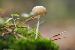 paddenstoel#(20211031)
