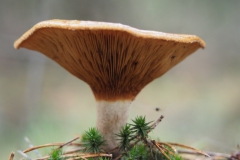 gewone krulzoom#(20211031)