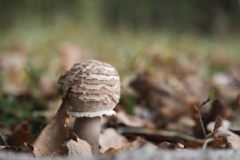 grote parasolzwam#(20211031)a