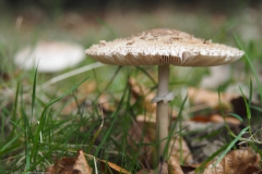 grote parasolzwam#(20211031)c