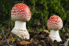 vliegenzwam#26a(20231103)