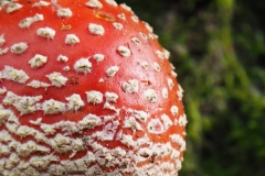 vliegenzwam#26aa(20231103)