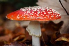 vliegenzwam#27(20231105)