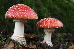 vliegenzwam#26b(20231106)