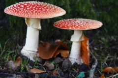 vliegenzwam#26d(20231106)