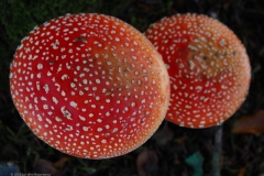 vliegenzwam#26ea(20231106)