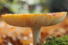 vliegenzwam#23(20211107)a