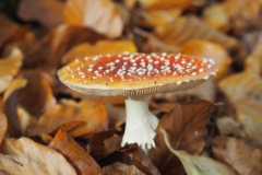 vliegenzwam#23(20211107)b