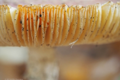 vliegenzwam#23(20211107)c