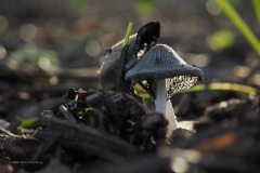 hazenpootje#(20201107)