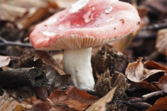 braakrussula#(20241110)a