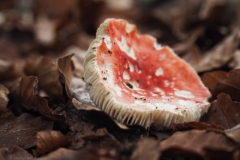 braakrussula#(20241110)b