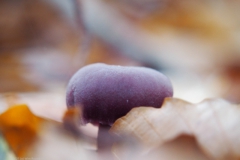 amethistzwam#(20211113)a