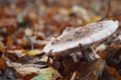 parelamaniet#(20211113)