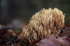 koraalzwam#(20231115)a