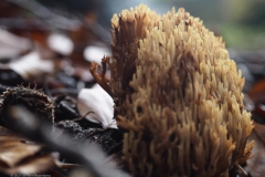 koraalzwam#(20231115)b