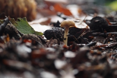 scherpe collybia#(20231115)